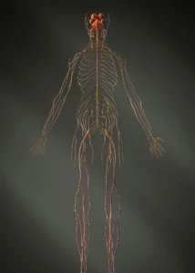 The nervous system - the common source of all chiropractic conditions