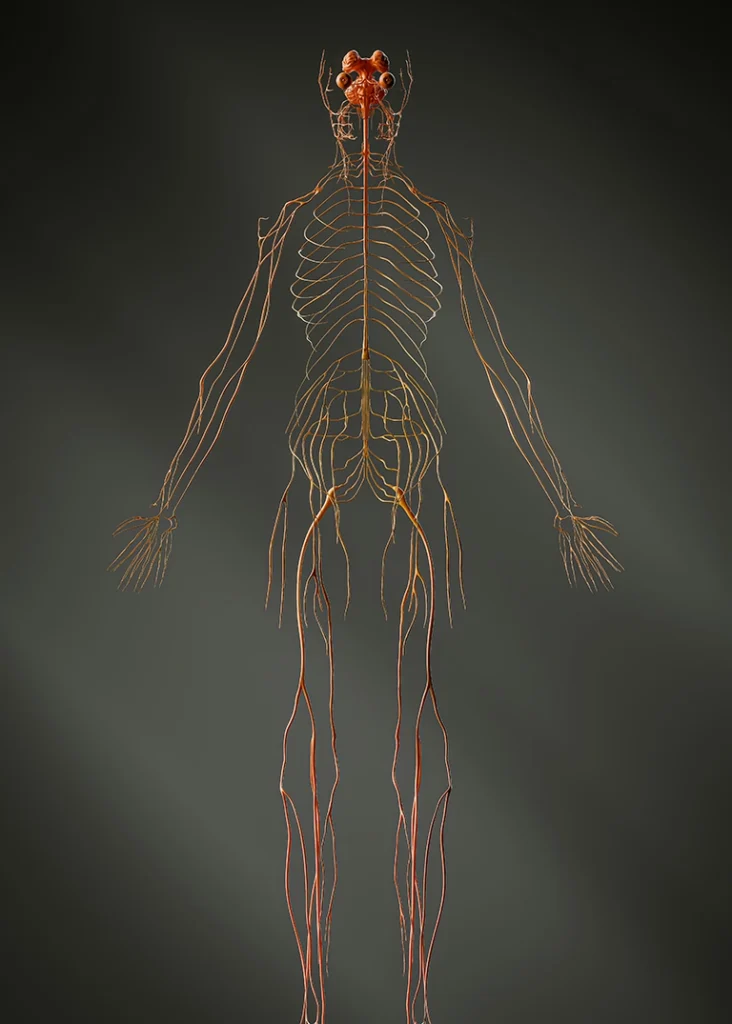The nervous system - the common source of all chiropractic conditions